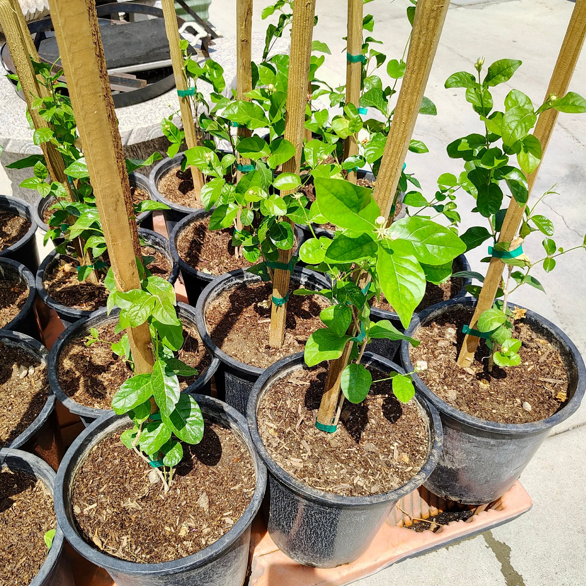 indoor jasmine plant for sale Arabian Jasmine Arabian Nights Plant