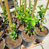 Arabian Jasmine Arabian Nights