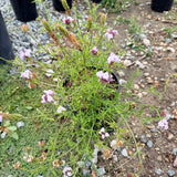 Pink Cedros Island Verbena - C&J Gardening Center