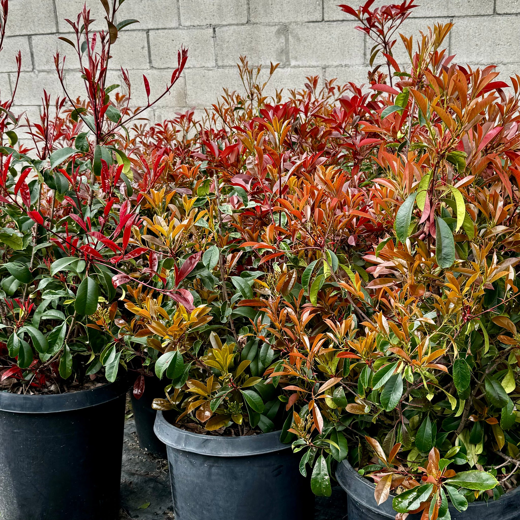 Red-Leaf Photinia Hedge Shrub
