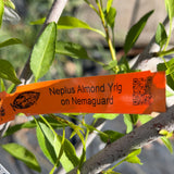 Nonpareil Almond Tree