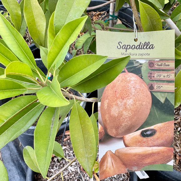 Alano Sapodilla