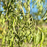 Australian Willow