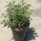 Coyote Mint - C&J Gardening Center