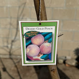 Desert Gold Yellow Peach