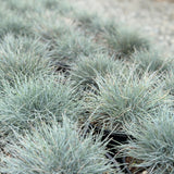 Blue Fescue - C&J Gardening Center
