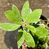 Louis Edmunds Manzanita