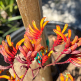 Orange Kangaroo Paw - C&J Gardening Center