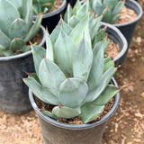 Nova Agave - C&J Gardening Center