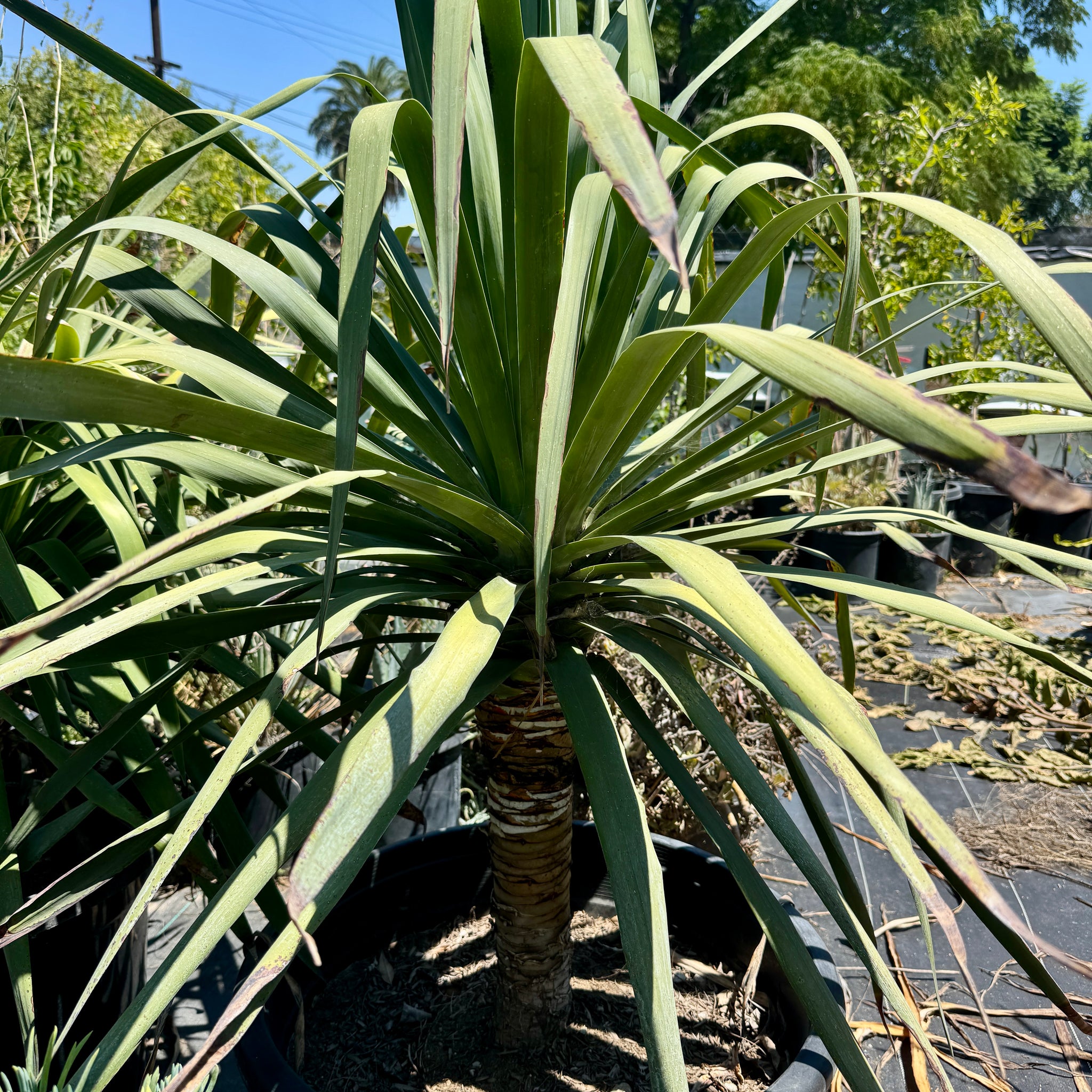 Dragon Tree General Tree