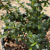 Julia Phelps California Lilac