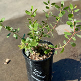 Louis Edmunds Manzanita