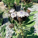 Globe Daisy