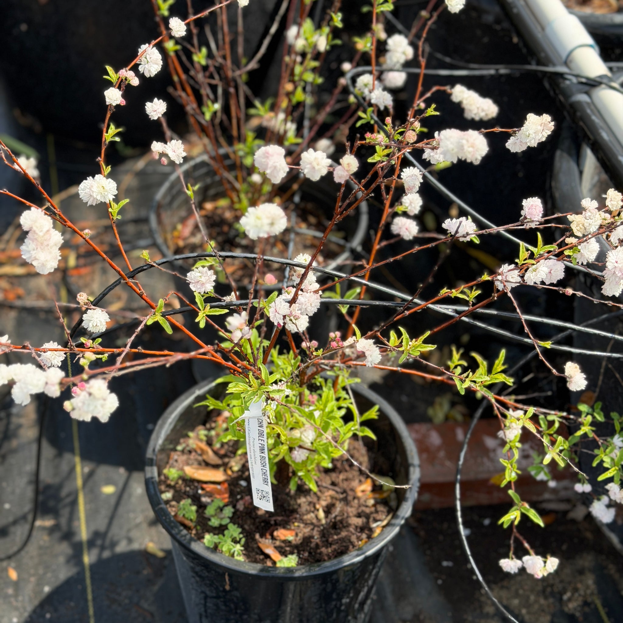 Chinese Double Flowering Pink Bush Cherry Flower Shrub