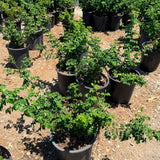 Cape Honeysuckle - C&J Gardening Center