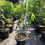 Kesar Mango - C&J Gardening Center