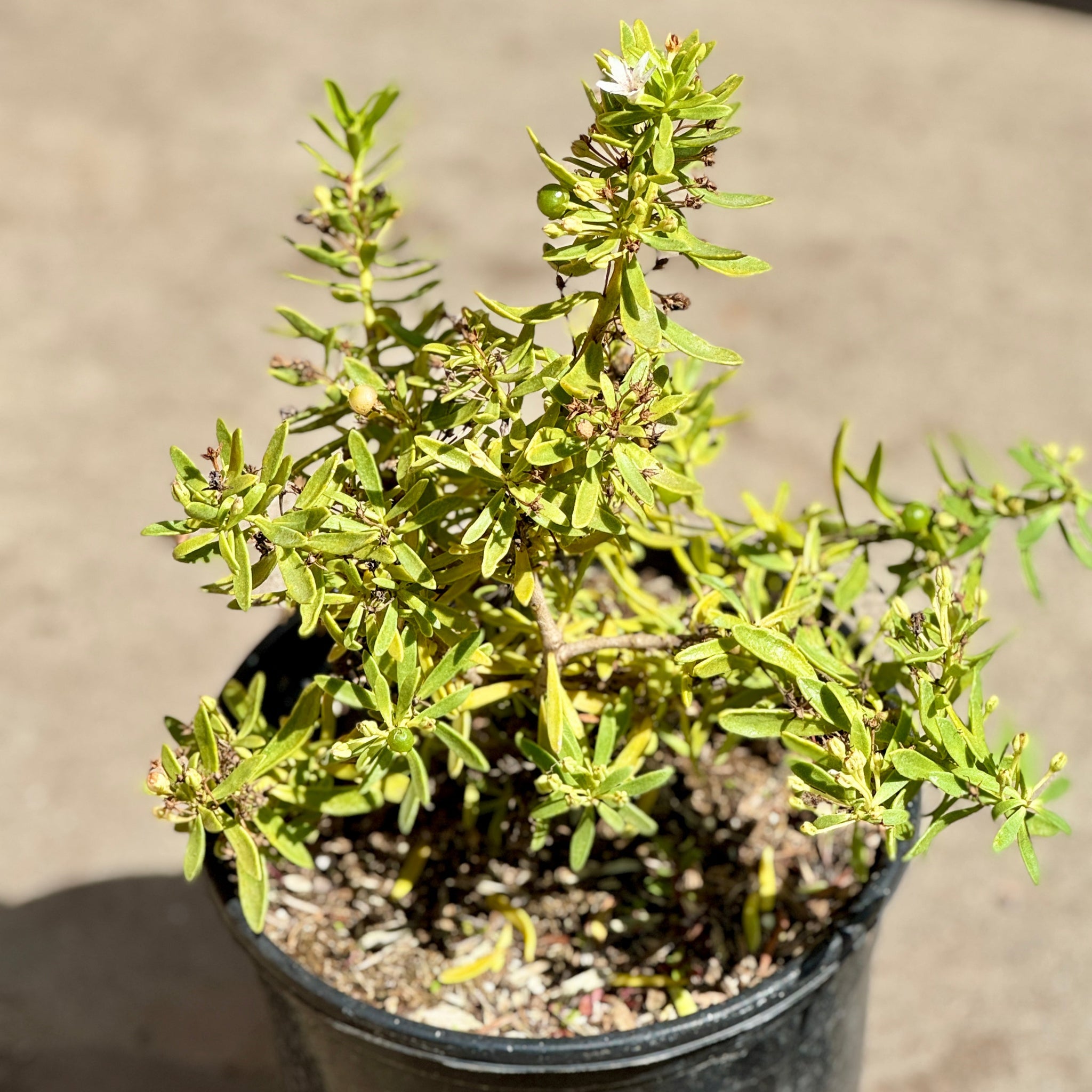 Myoporum Putah Creek | C&J Gardening Center