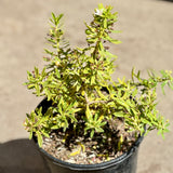 Myoporum Putah Creek