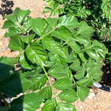 Cape Honeysuckle - C&J Gardening Center