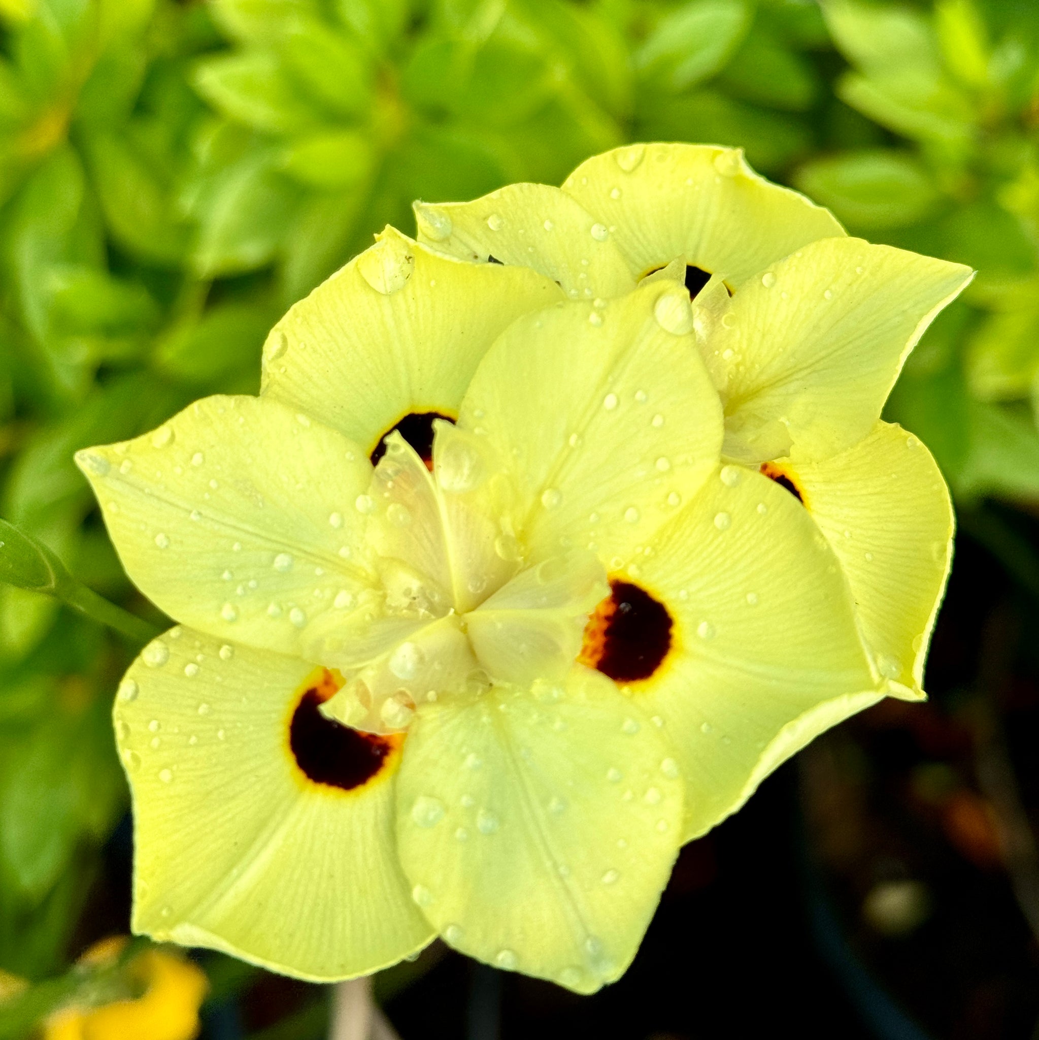 yellow flower lily Fortnight Lily Flower Shrub