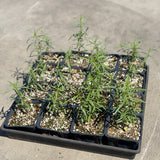 Narrowleaf Milkweed - C&J Gardening Center