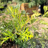 Robyn Gordon Grevillea - C&J Gardening Center