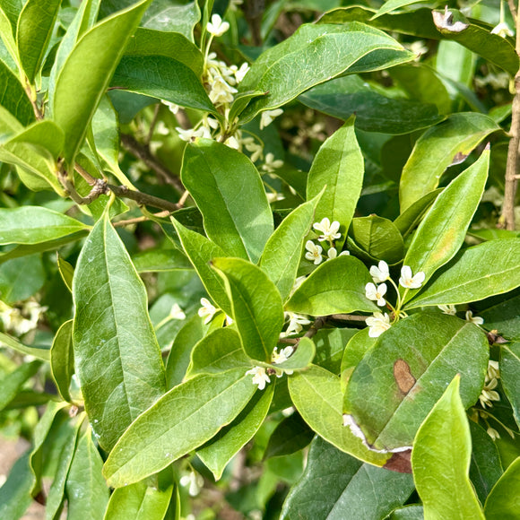 White Osmanthus Fragrans