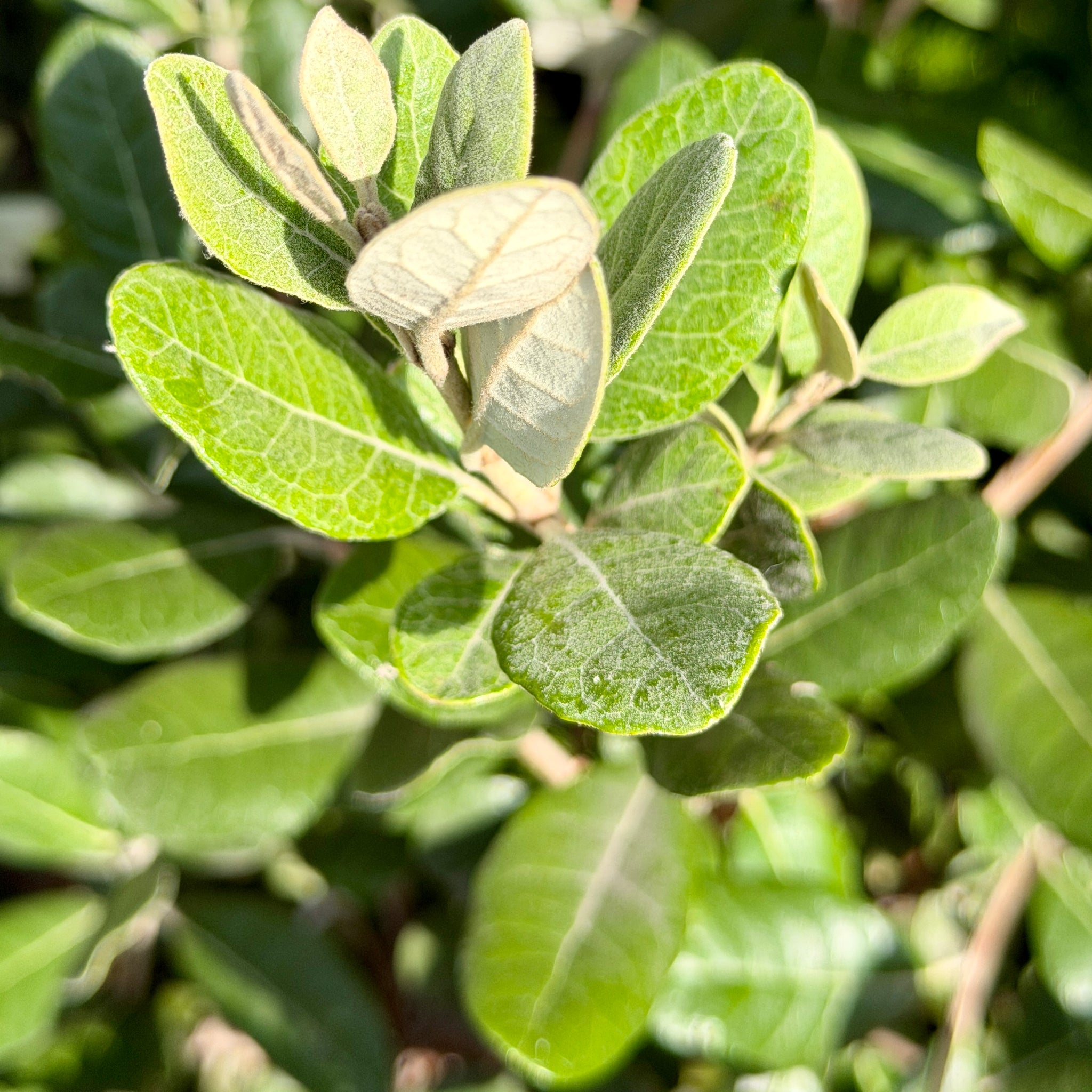Pineapple Guava Exotic Fruit Tree