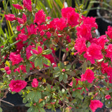 Red Shade Azalea