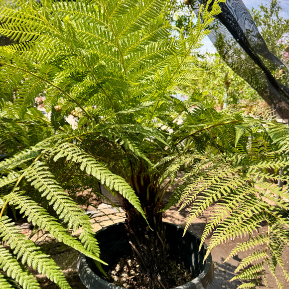 Soft Tree Fern