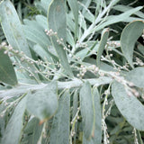 Blue Bush Acacia - C&J Gardening Center