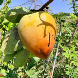 Hachiya Persimmon - C&J Gardening Center