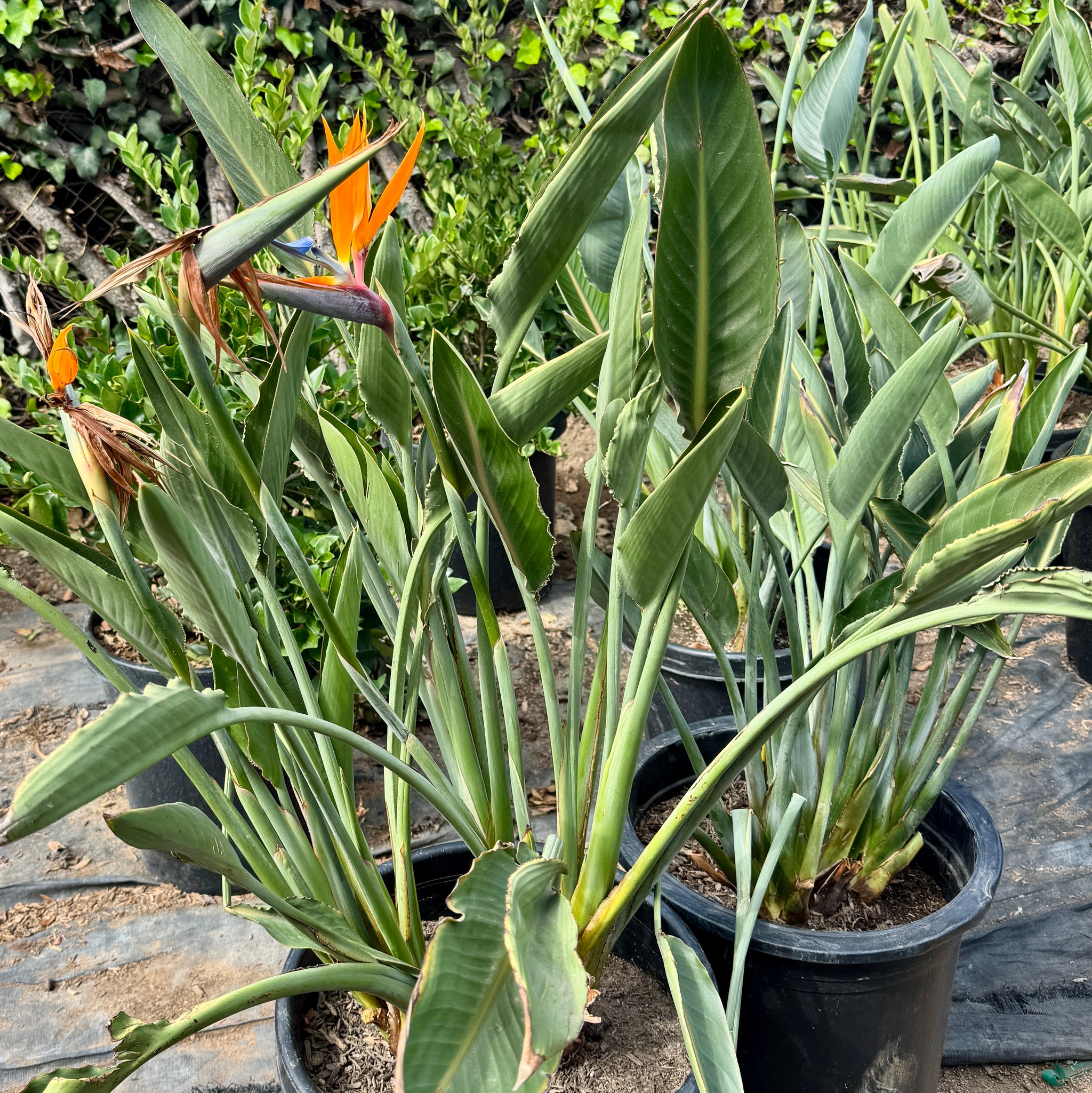 Bird of Paradise Flower Shrub