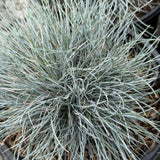 Blue Fescue - C&J Gardening Center