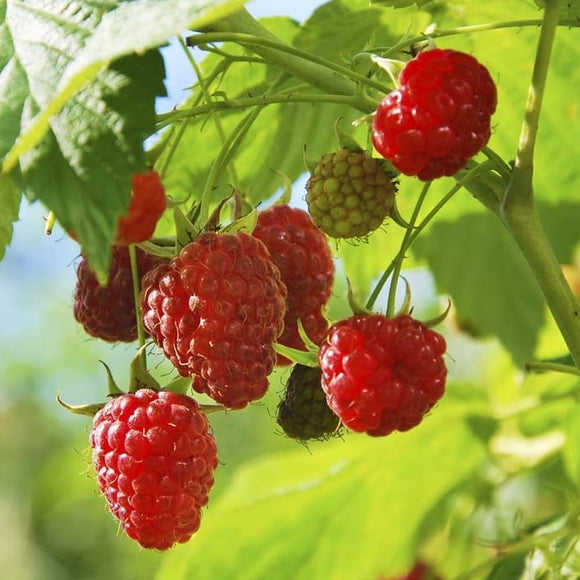 Canby Red Thornless Raspberry | C&J Gardening Center