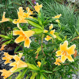Eleanor Monkeyflower - C&J Gardening Center