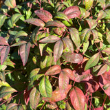 Dwarf Heavenly Bamboo