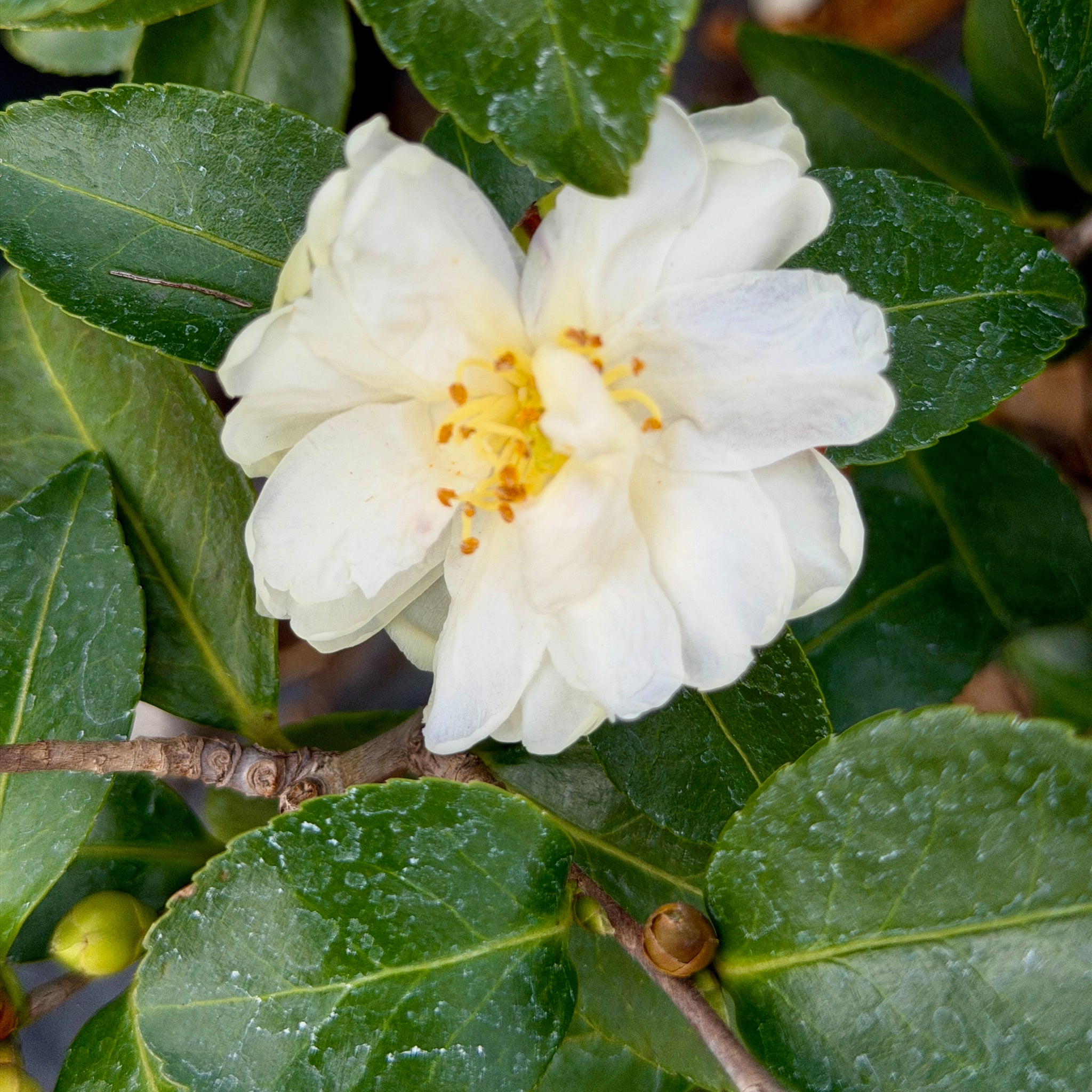 白色陰影Setsugekka 山茶花| C&J Gardening Center