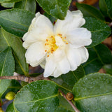 White Shade Setsugekka Camellia
