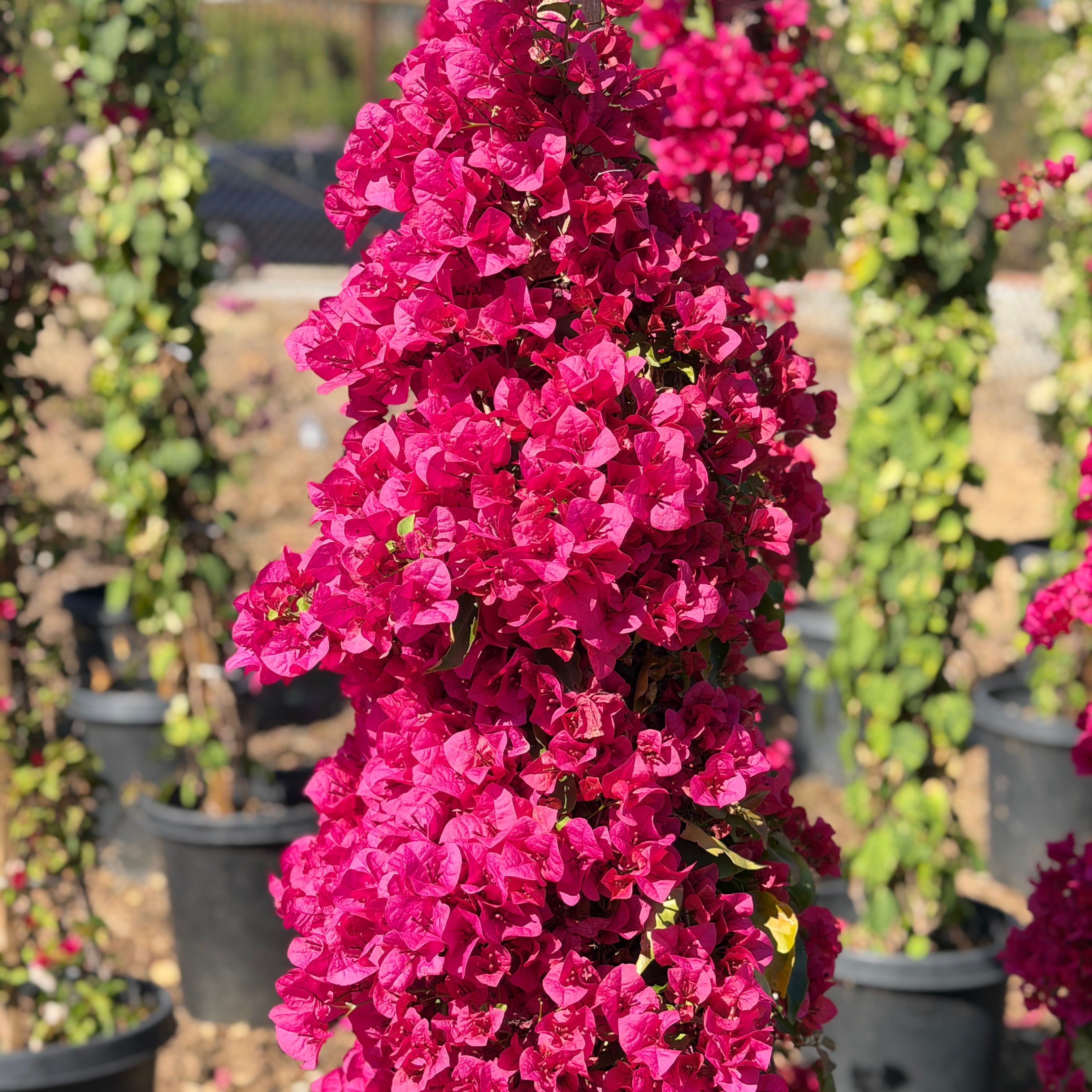Red Shade Bougainvillea Vine Vine - 5 Gallon Staked ( 2