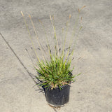 Greenlee Moor Grass - C&J Gardening Center