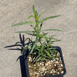 Narrowleaf Milkweed - C&J Gardening Center