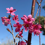 Taiwan Flowering Cherry
