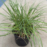 Deer Grass - C&J Gardening Center