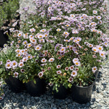Pink Seaside Daisy - C&J Gardening Center