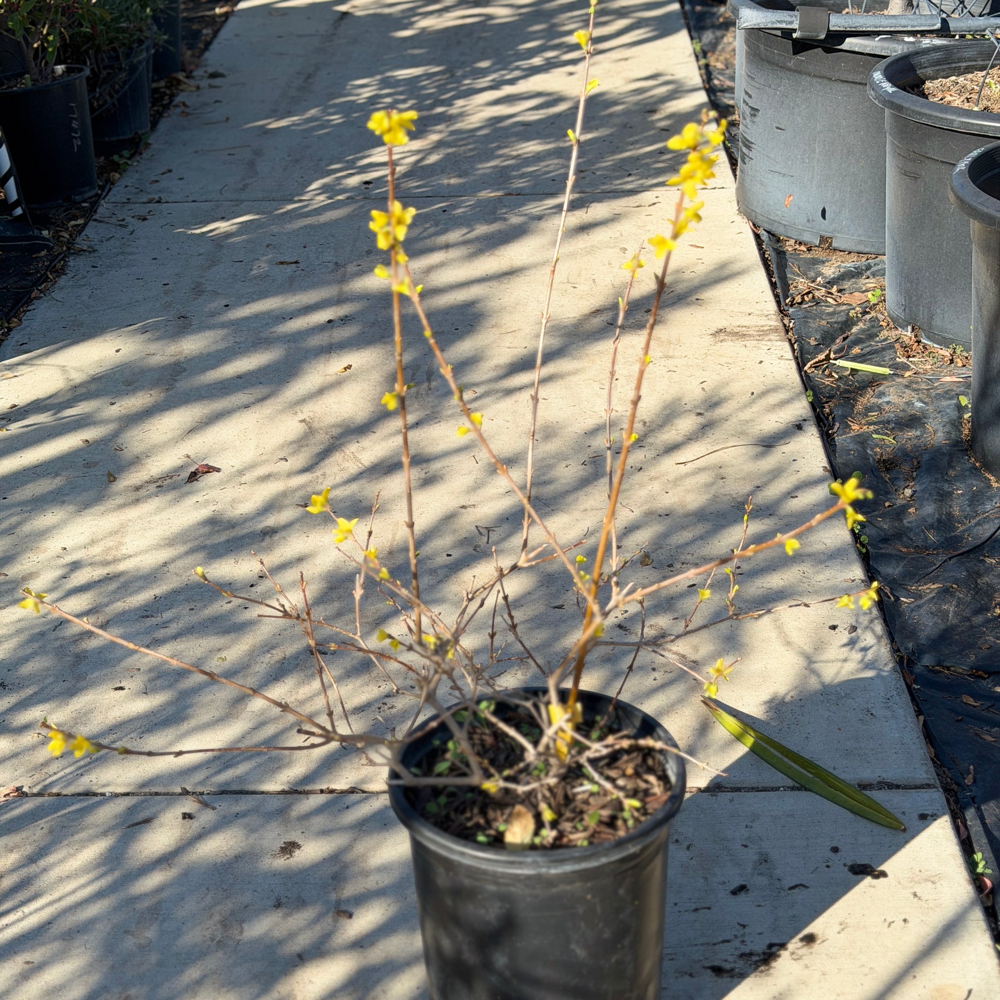 Forsythia - Golden Bells | C&J Gardening Center