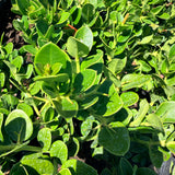 Tuttle Dwarf Natal Plum - C&J Gardening Center