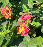 Confetti Lantana
