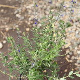 Dark Blue Germander Sage - C&J Gardening Center
