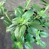 Coast Sunflower - C&J Gardening Center